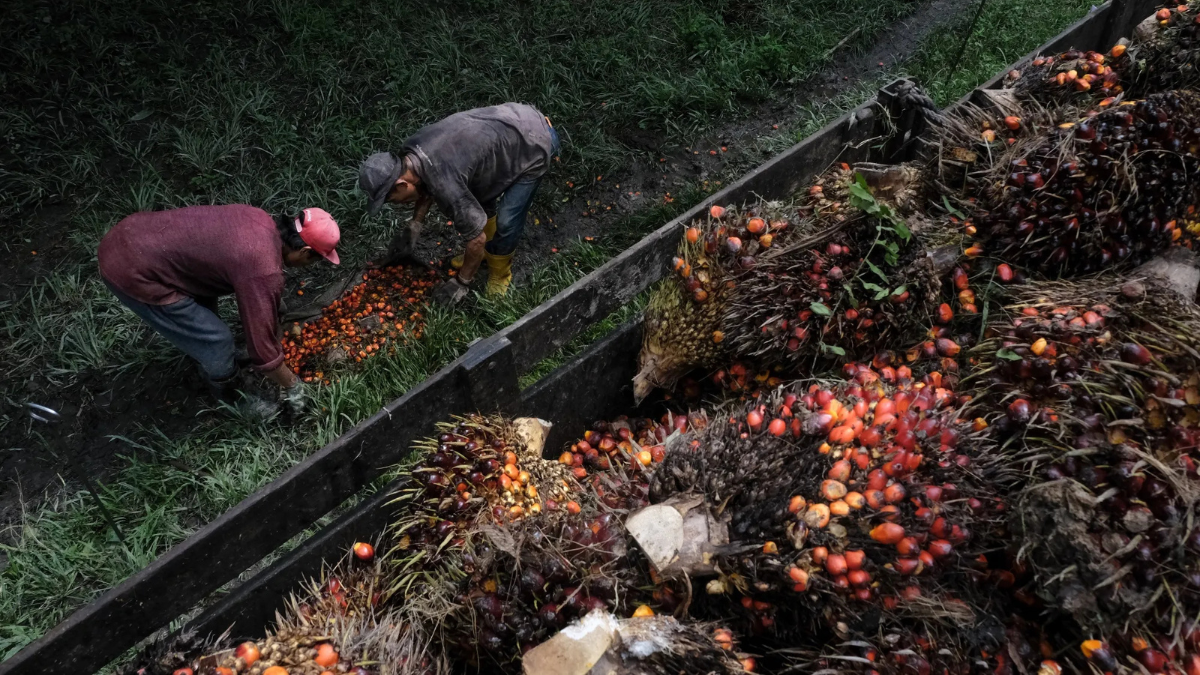 Palm Oil Prices Hit Multi-Year Highs as Production Drops and Biodiesel Demand Rises